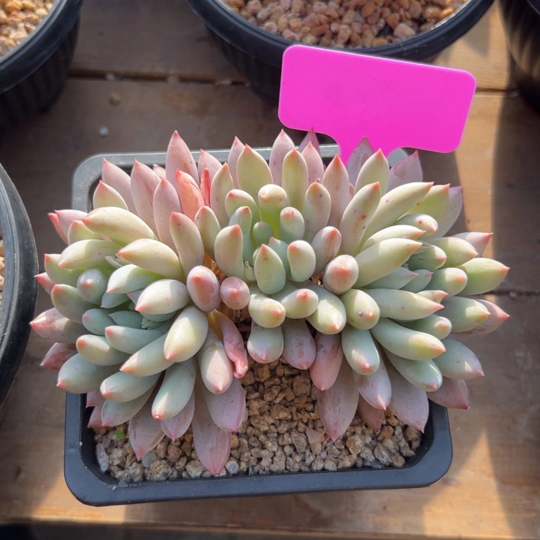 特价1111111111111111