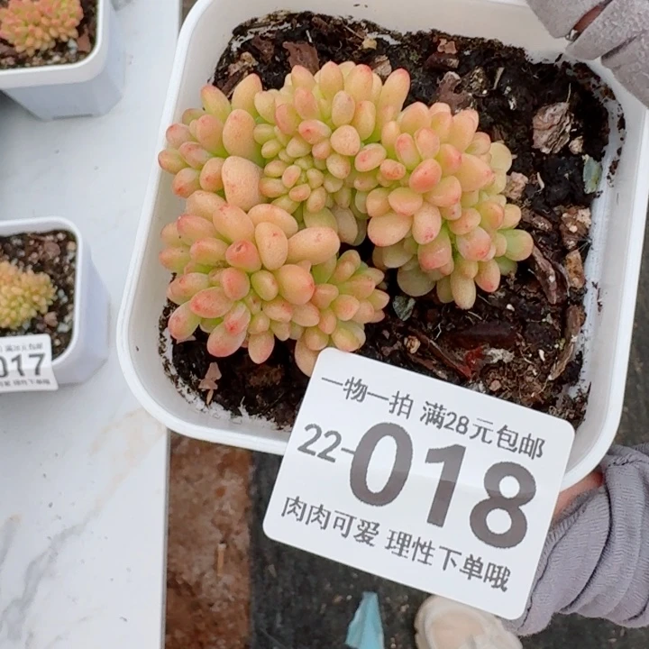 香格里拉缀化多肉无盆土发货多