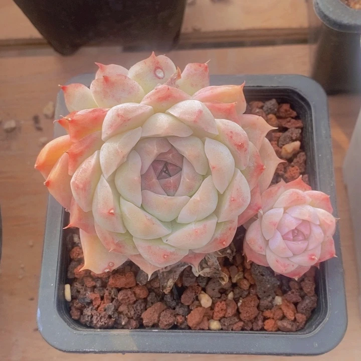 养****肉多肉乐园精品女王汽水