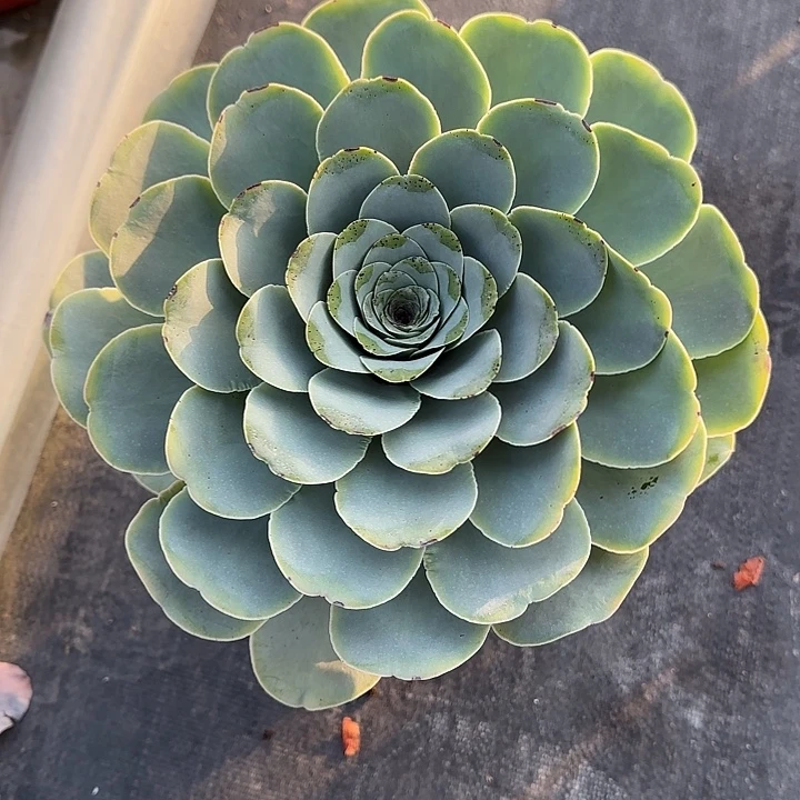 山地玫瑰一物一拍，脱土发，不包断侧芽