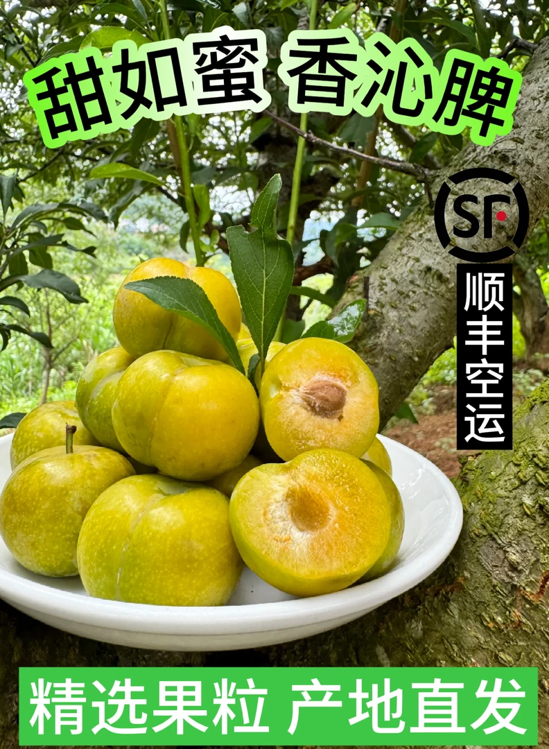 （大果）正宗贵州六马蜂糖李应季水果脱骨李蜂糖李现场选果
