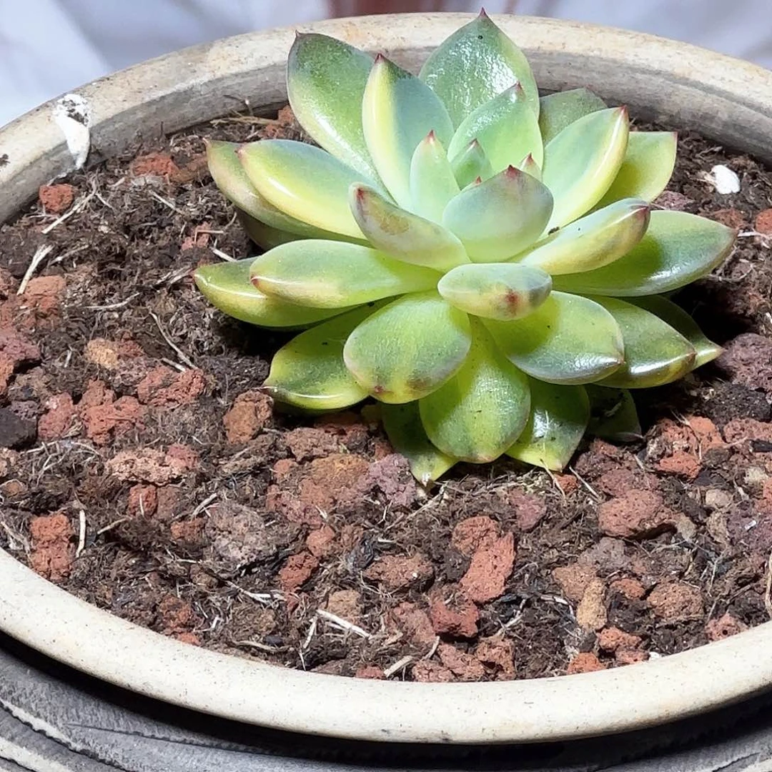 杂交锦白拉丝多肉植物