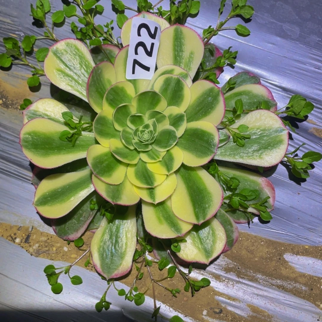 镜花水月多肉植物722