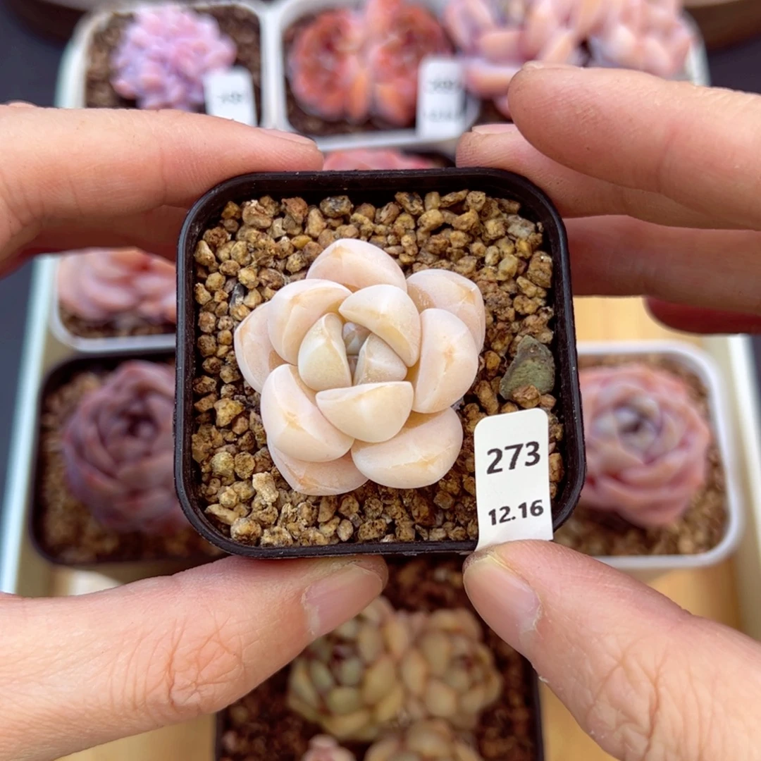 好好看273、哈哈哈哈