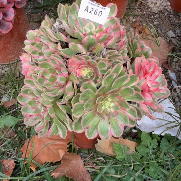 260孔雀翎 多肉植物