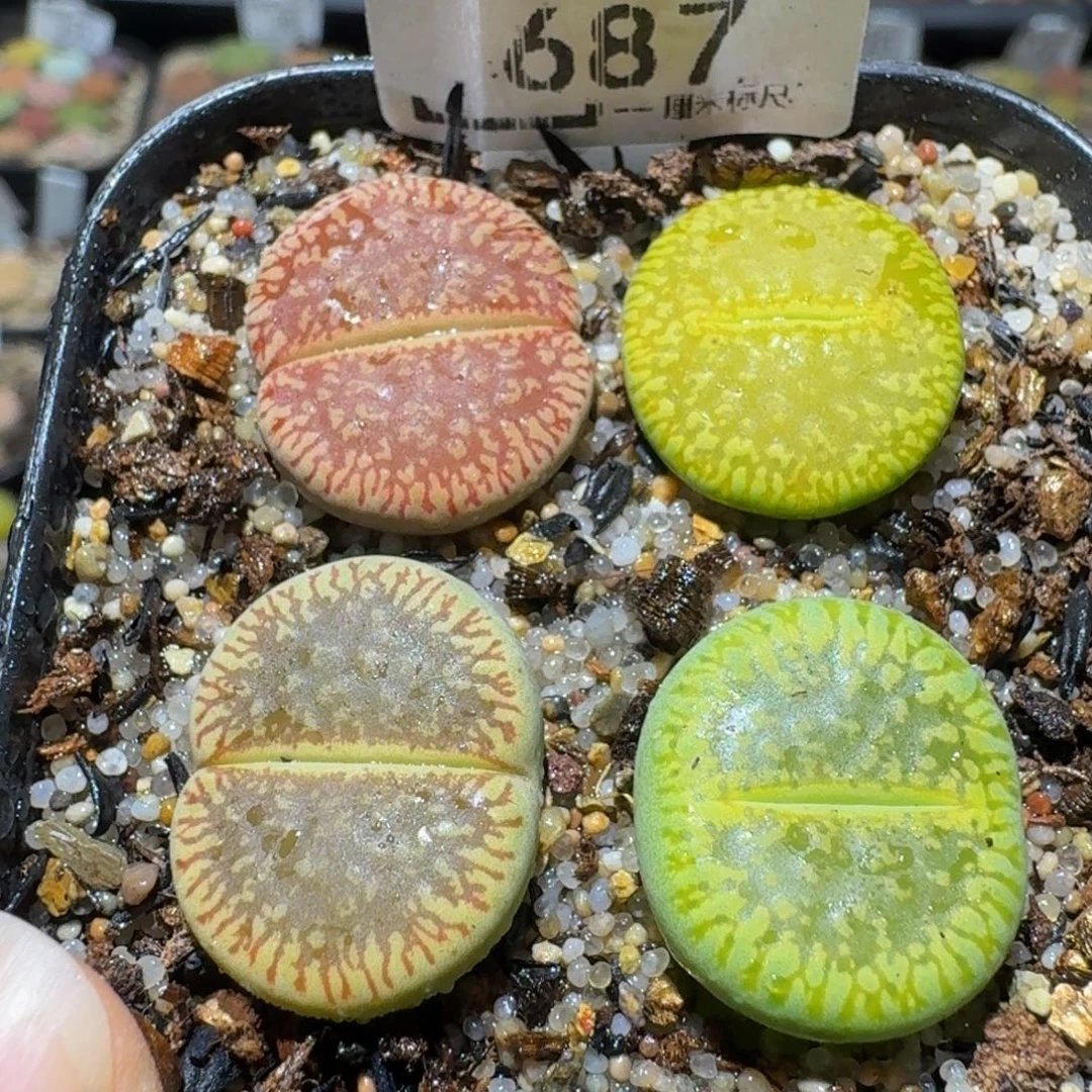 Ssss精品生石花687