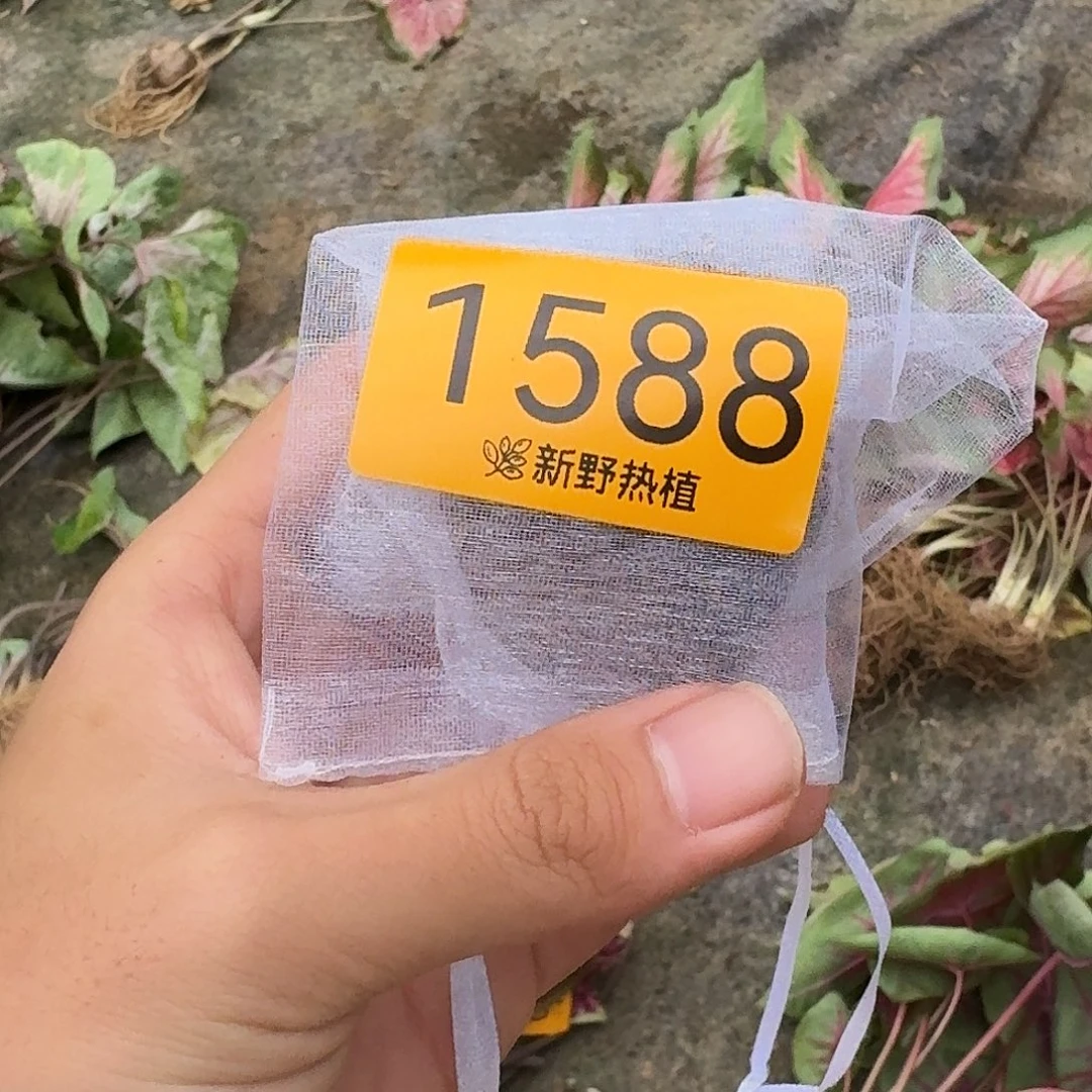 完全开放1588泰彩盲盒种球不售后