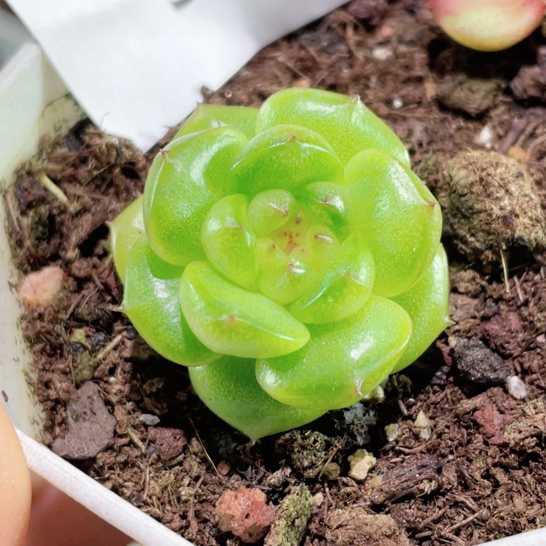 363号糖心冰心珍妮