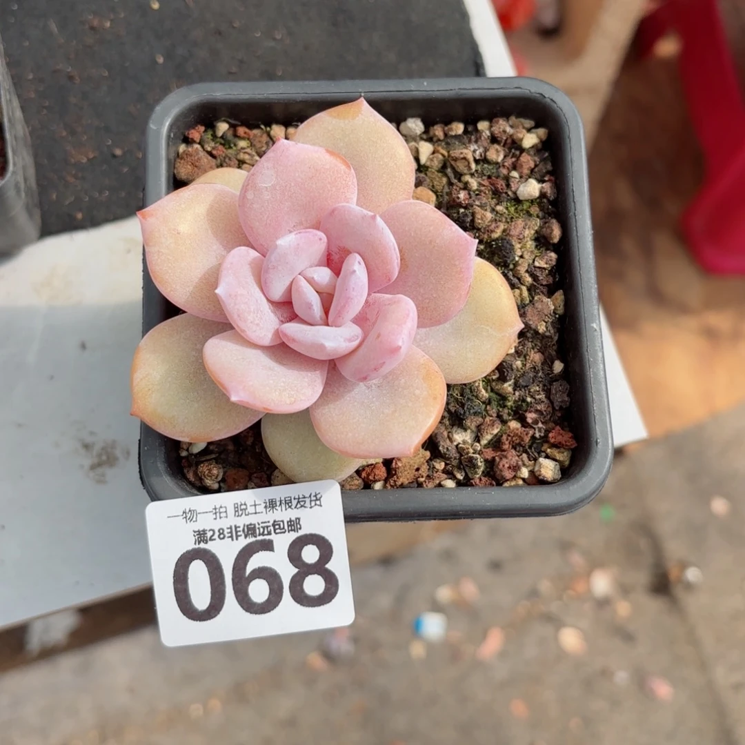 奶茶单头无盆土发货