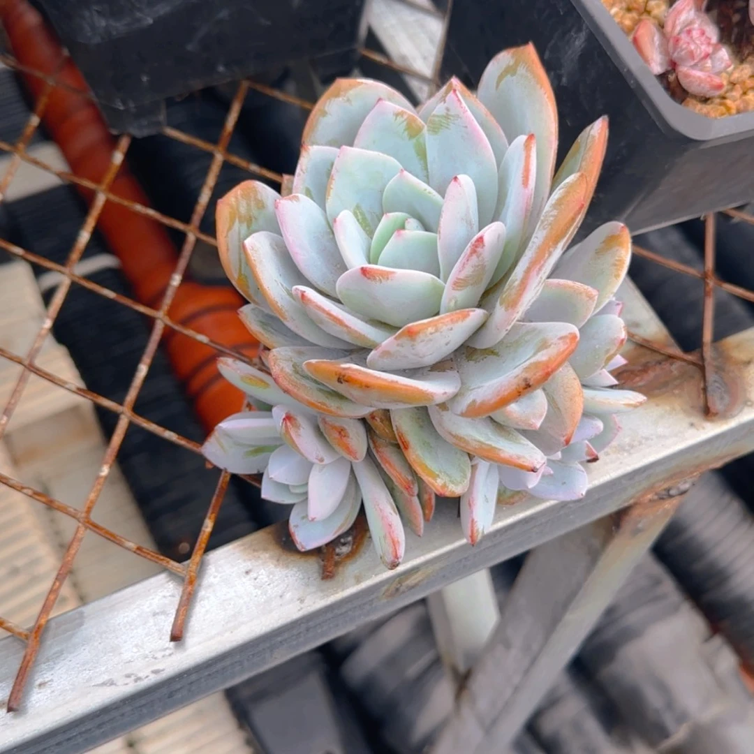 【闪购商品】五头老桩奶茶39.9