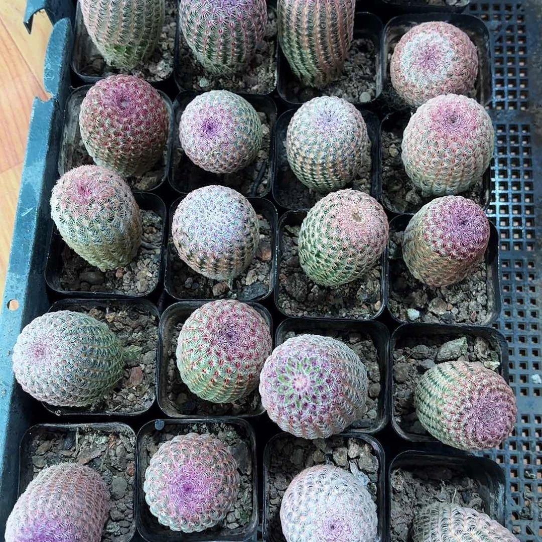 红太阳多肉植物666