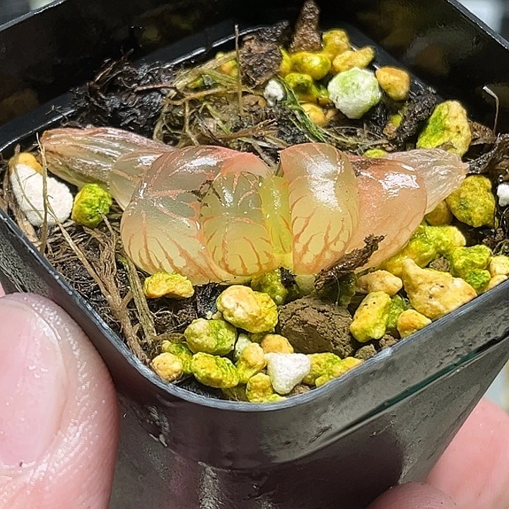 219冰灯玉露锦头家多肉十二卷