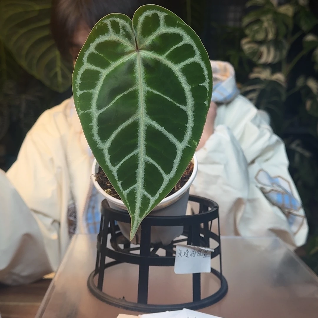 不开花植物J38大风车雪饼杂小钻石