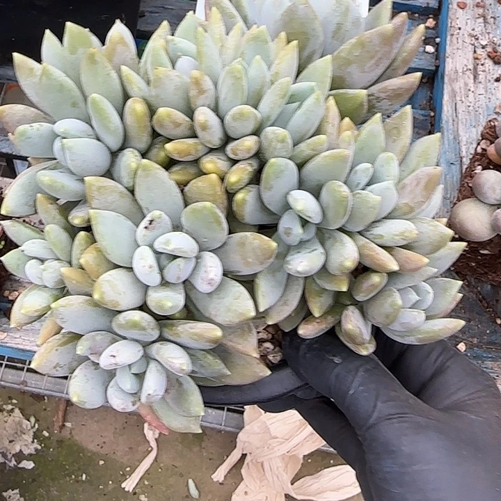 美***醒青蛙王子儿童牙膏11