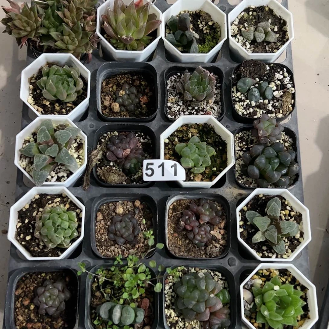 脱土带伤无根十二卷多肉植物