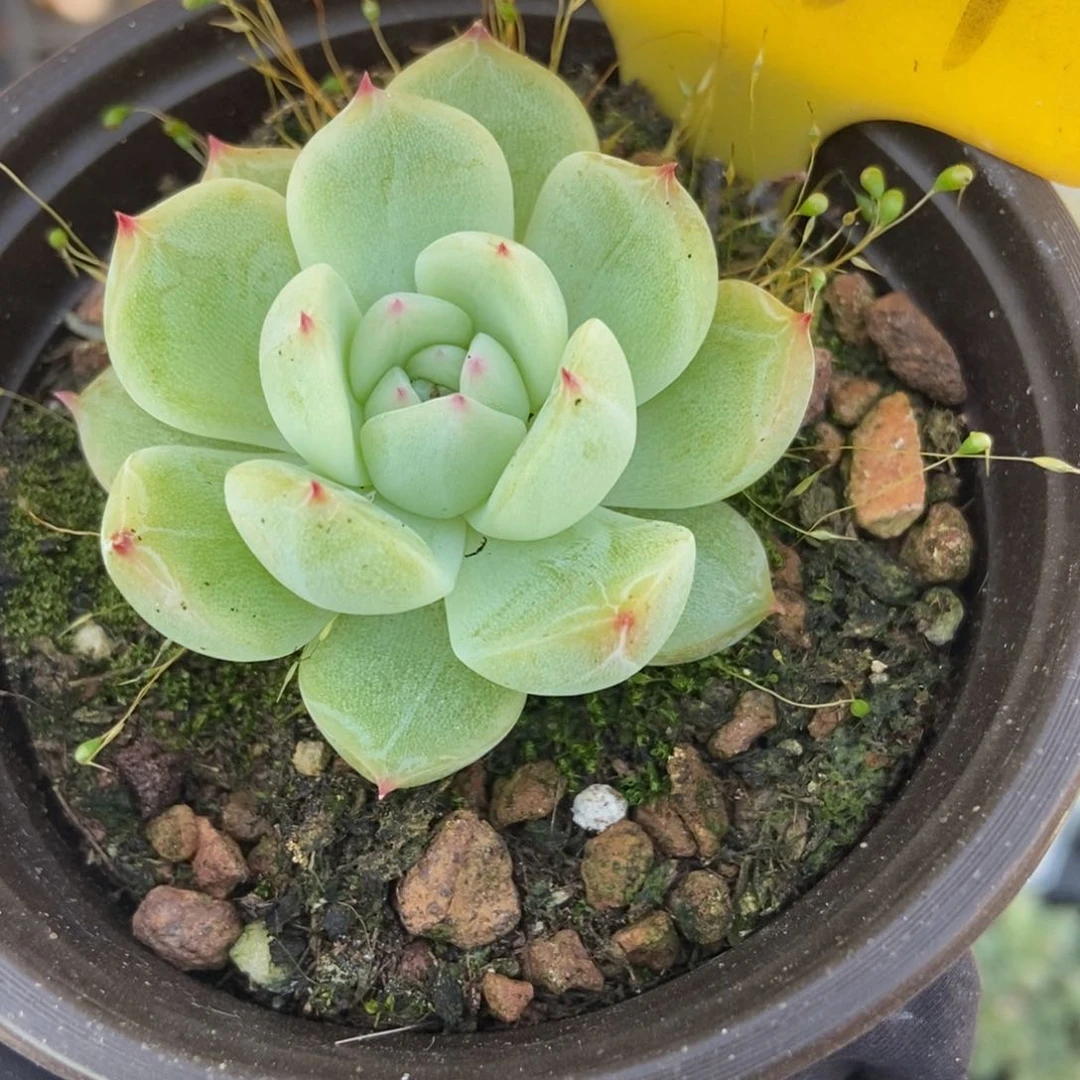1087雪花珍妮多肉植物保护
