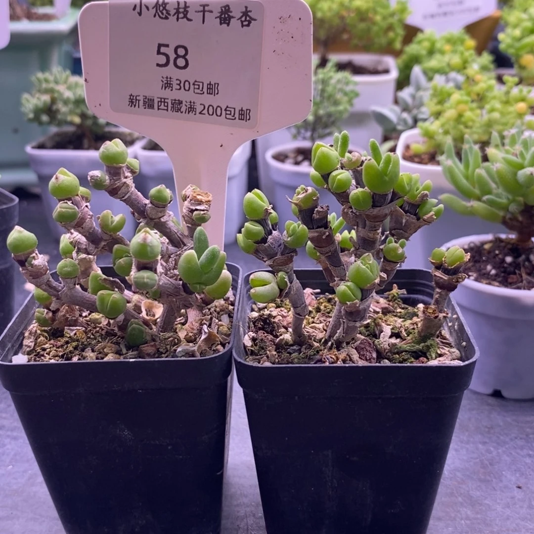 ＆****?58两颗兔子。