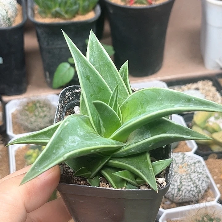 新品种芦荟母本一颗