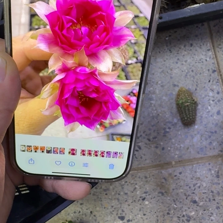 224白檀品红2个无根侧牙小，20包邮