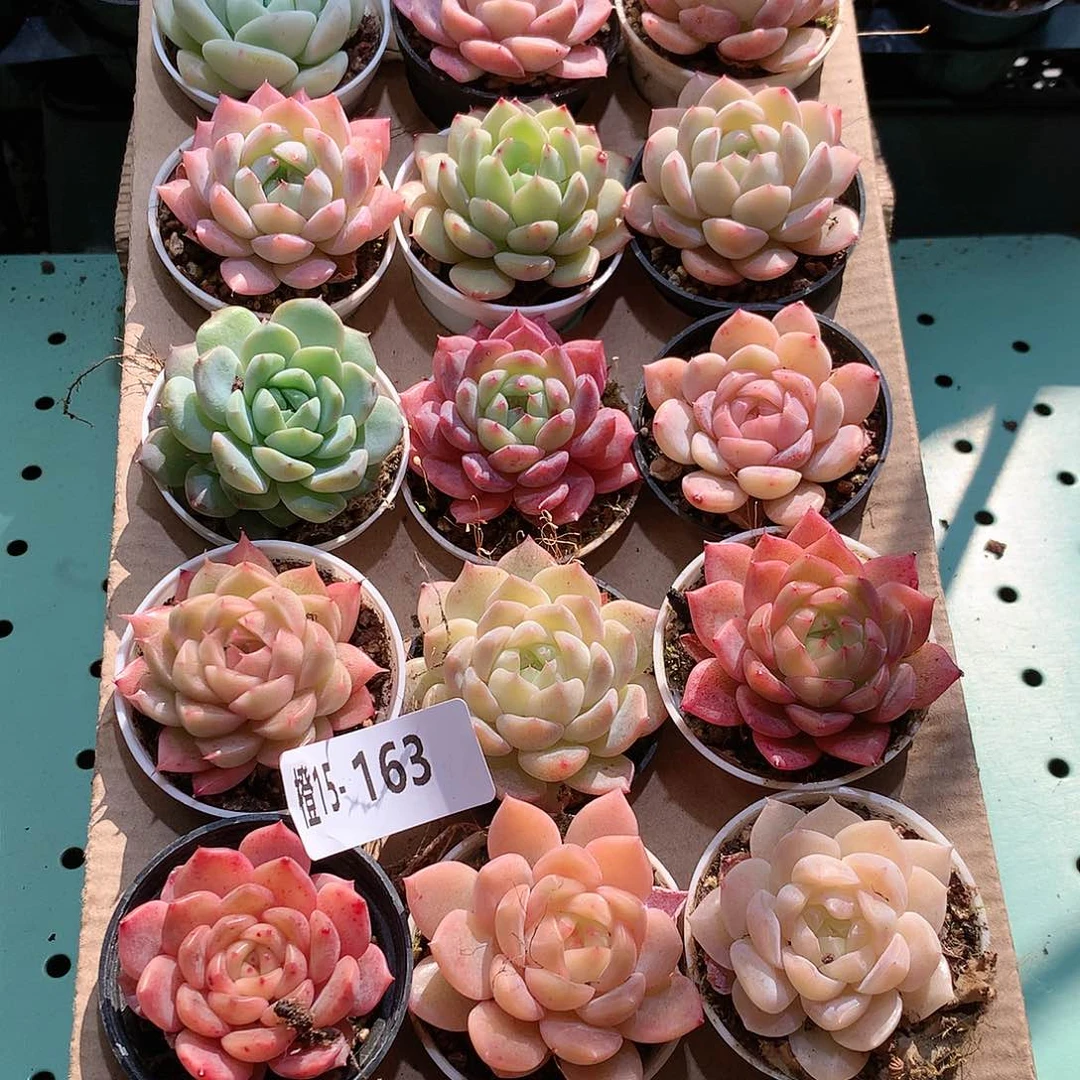 15-163一物一拍带盆18颗。