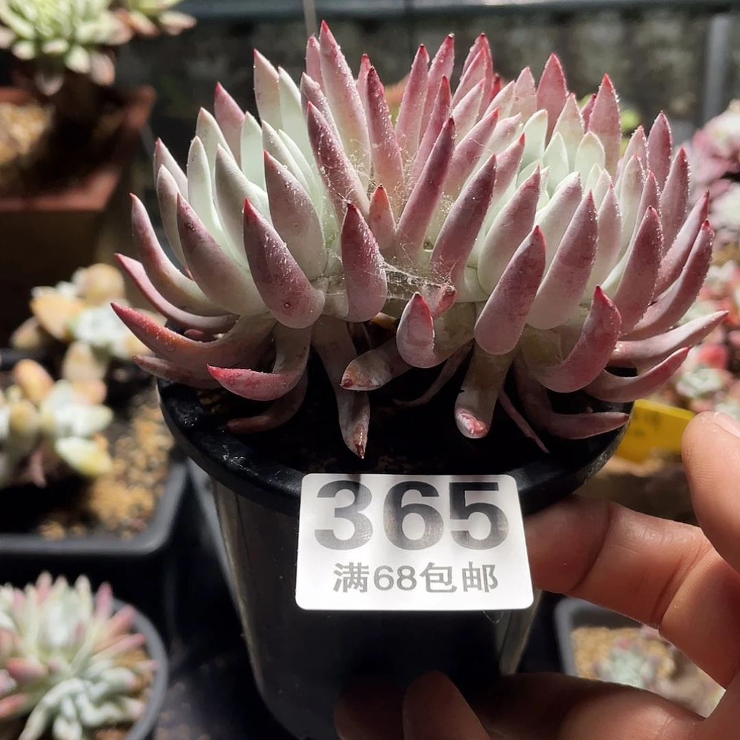 原始种棒叶仙女杯