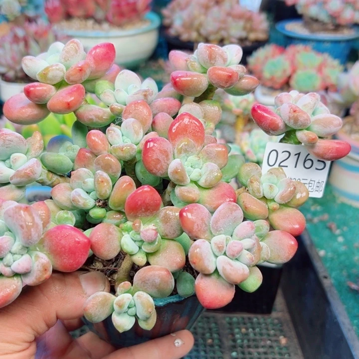 幸运儿是一位非常优秀且