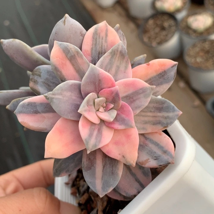 华丽风车锦多肉植物