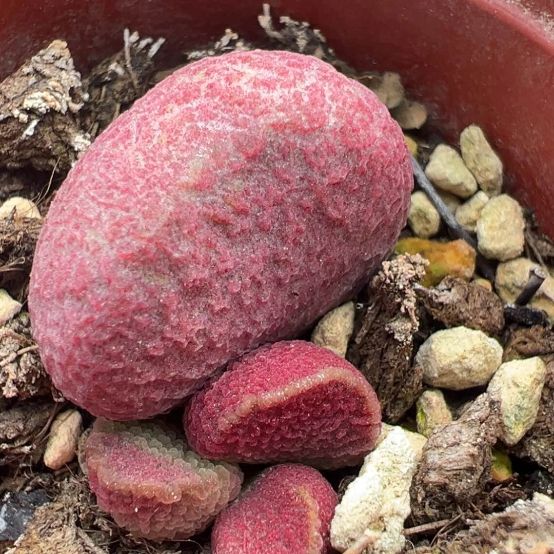 夏娃大苗多肉植物