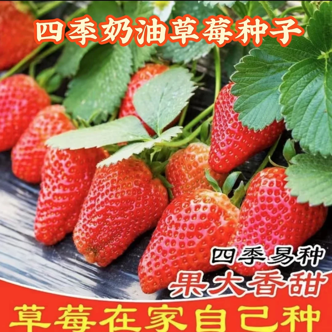 四季奶油草莓种子四季种植奶油草莓籽小院阳台盆栽四季种植草莓