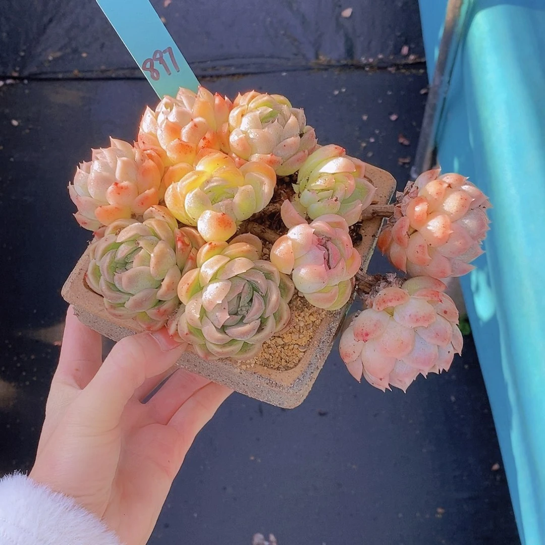 897多肉植物老桩