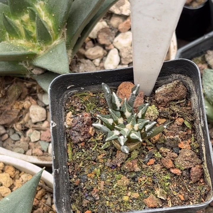 用****09911实生姬牡丹好养皮实