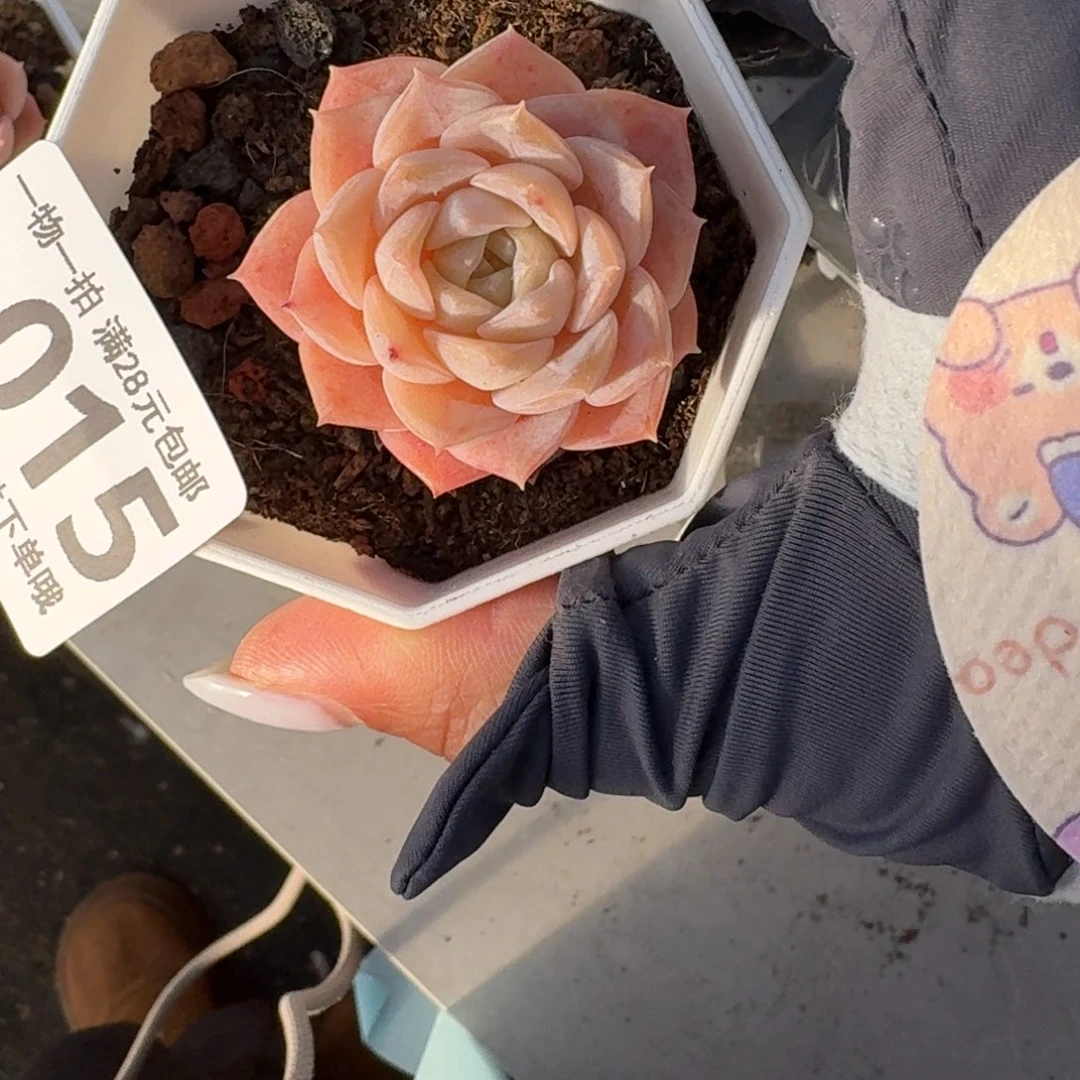 纯爱无盆土发货无盆