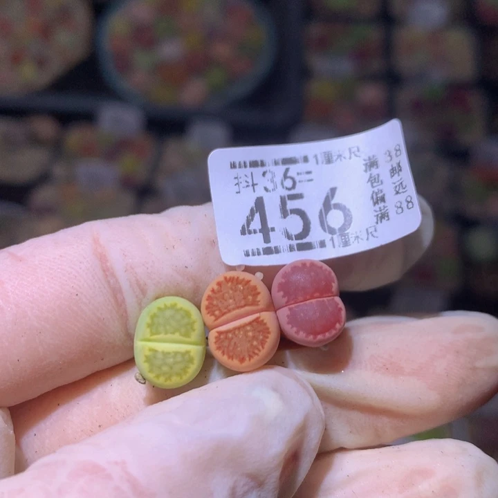 菠***包精品生石花36.456