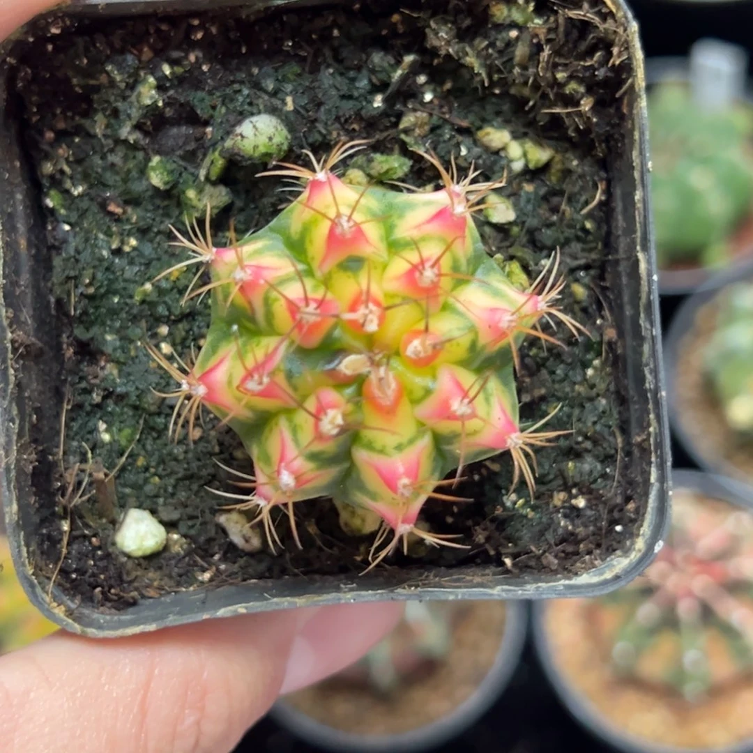 花田侧芽自根带盆土发货8