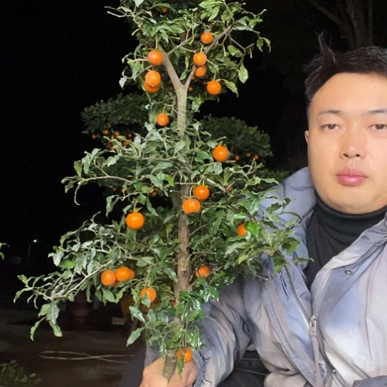 无花朵金弹子庭院原生品种