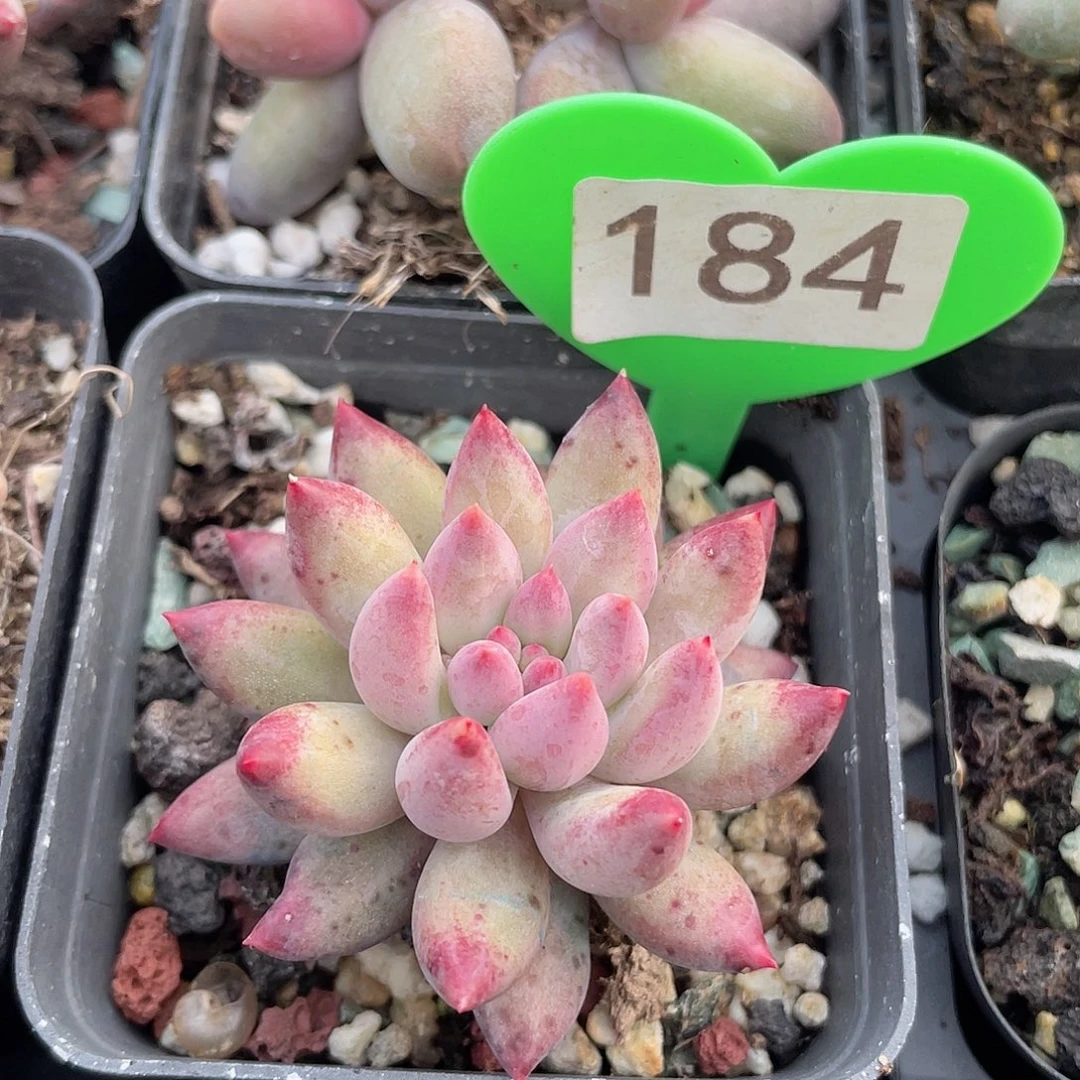 虞美人二代 脱土发货