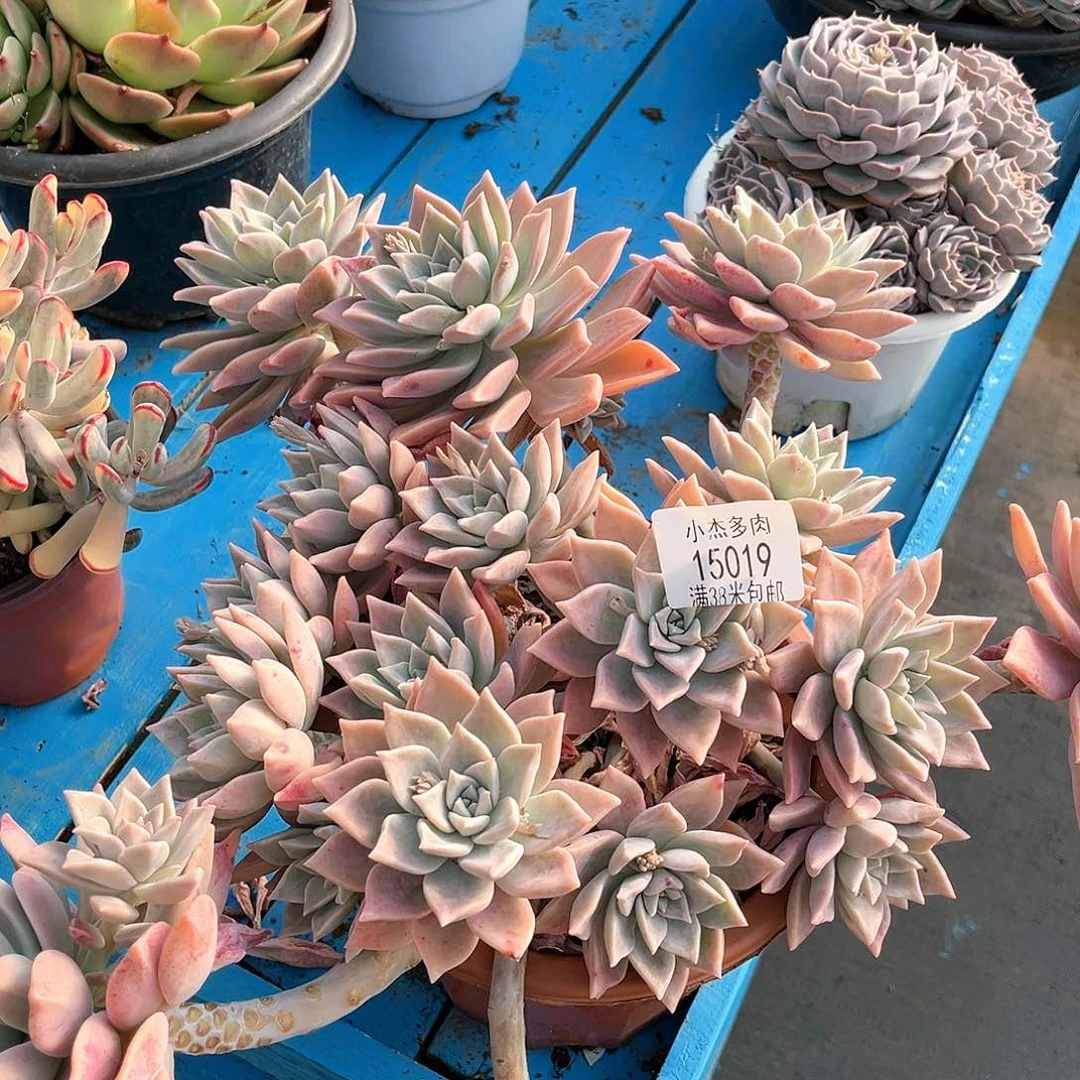 小本杰红粉月15019