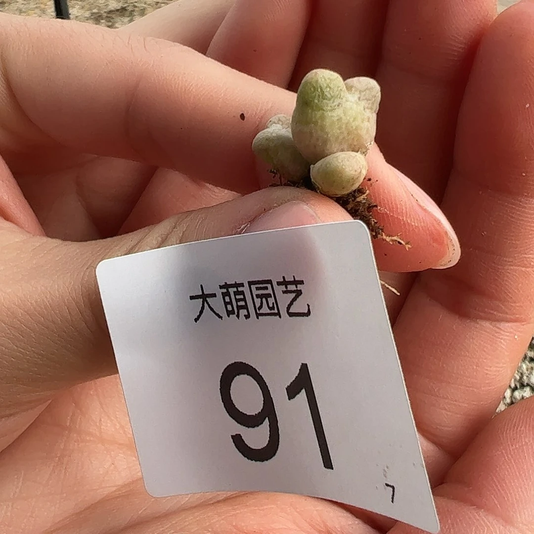 000091量拍园艺ARM714B鹿角斑马3头1颗
