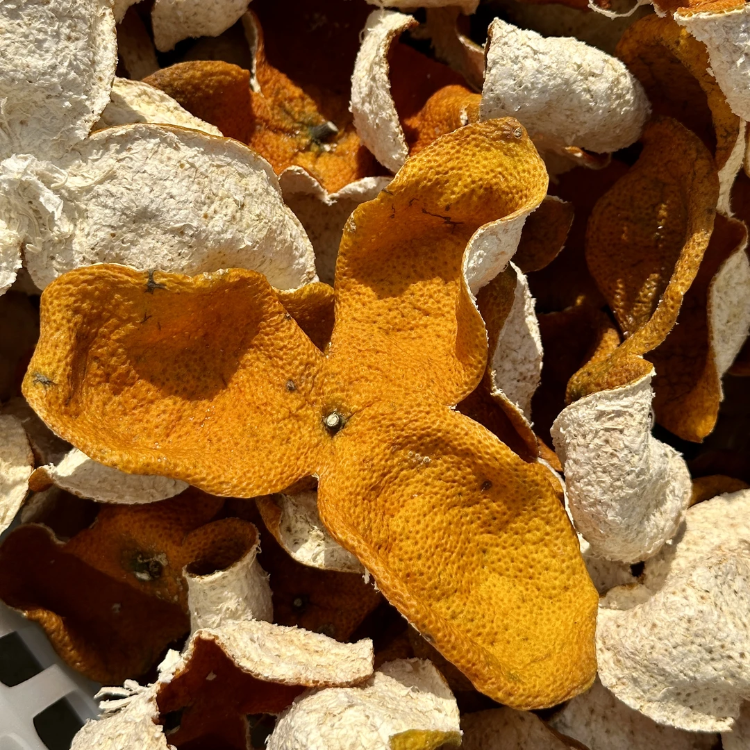 【正宗南坦狗腩王】2025年广东新会狗腩皮圈枝茶枝柑大红皮核心产区