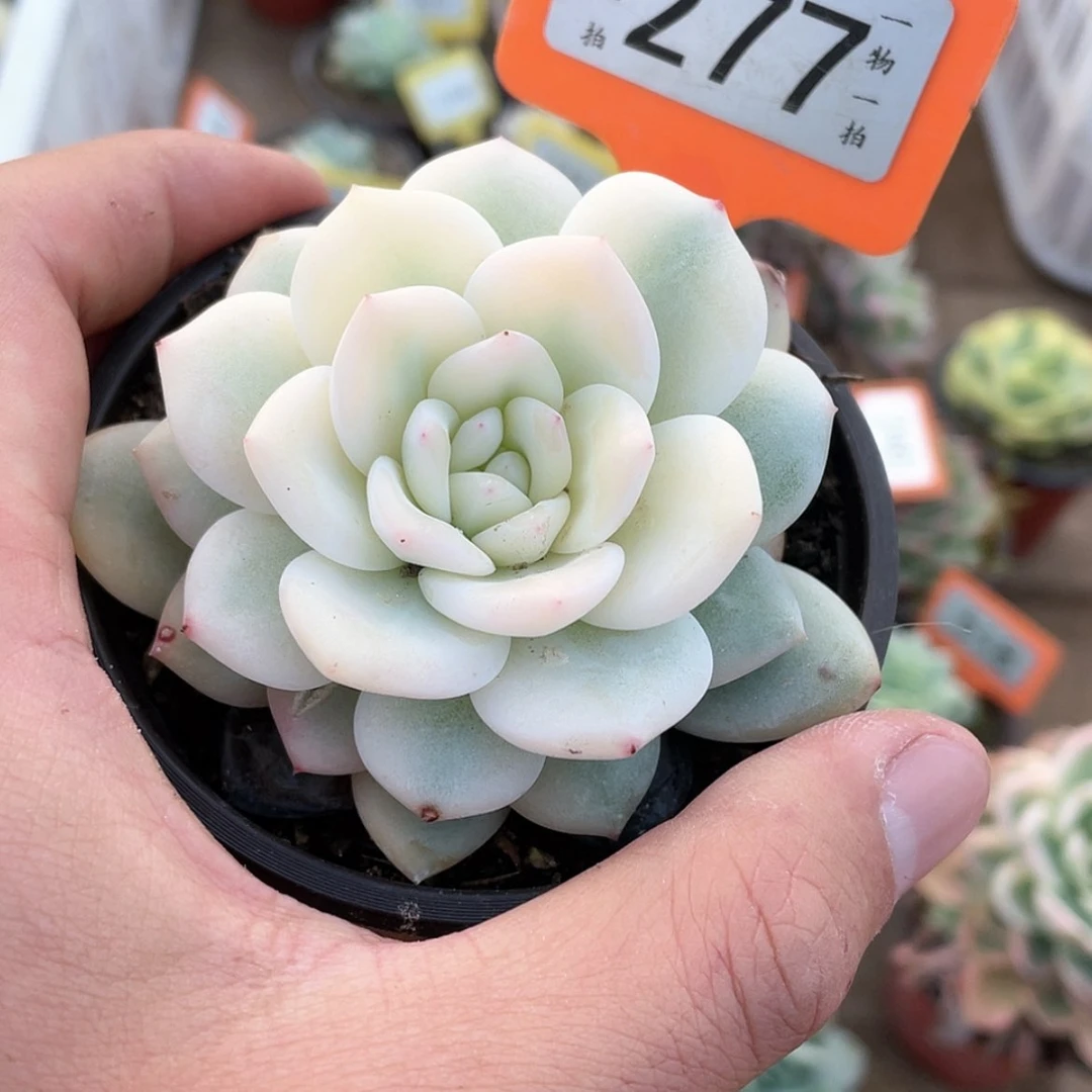 【闪购商品】J**y277号