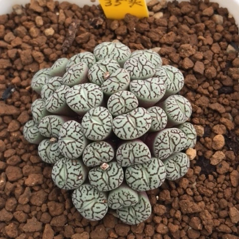 多肉肉锥 35头 墨小锥