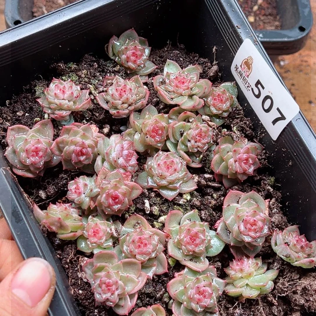 感*多肉植物多肉植物