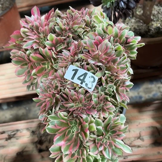 运***多肉植物一个女巫143