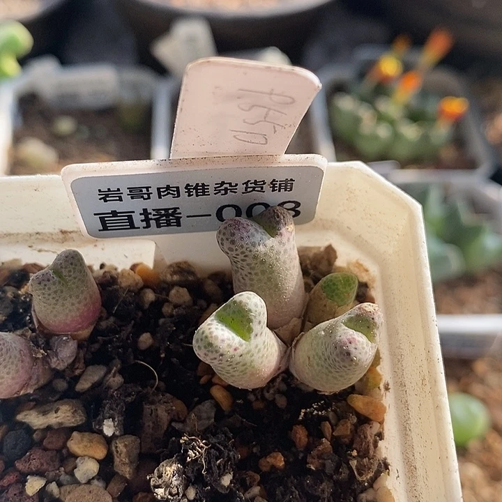 梅萨种源955D斑马4头群