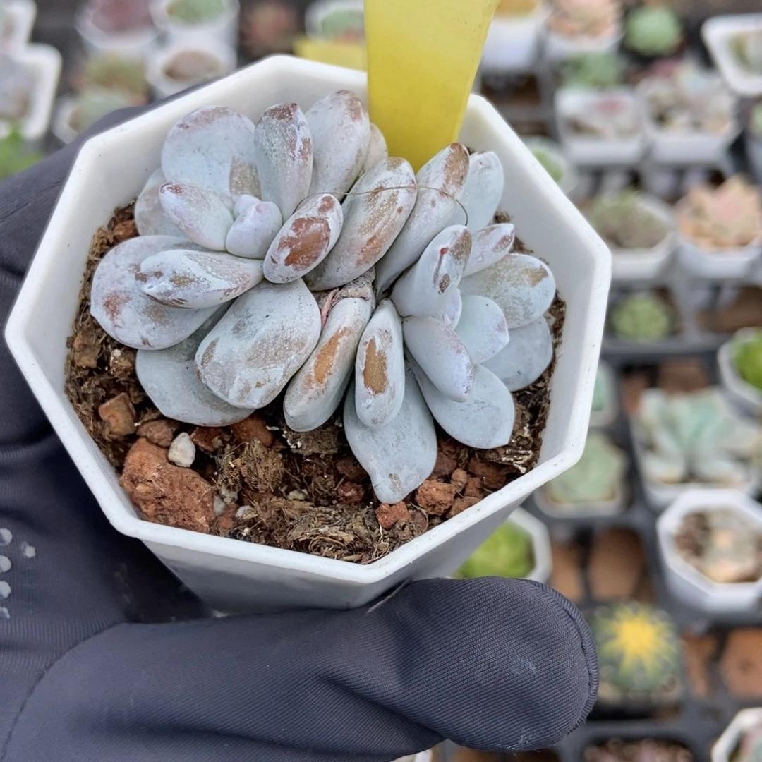2078雪莲多肉植物多肉