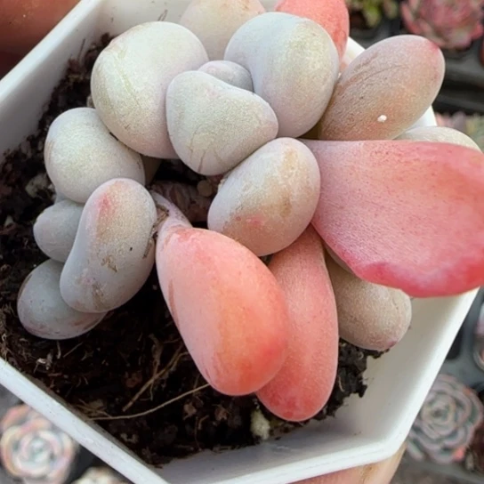 169粉兔多肉植物多