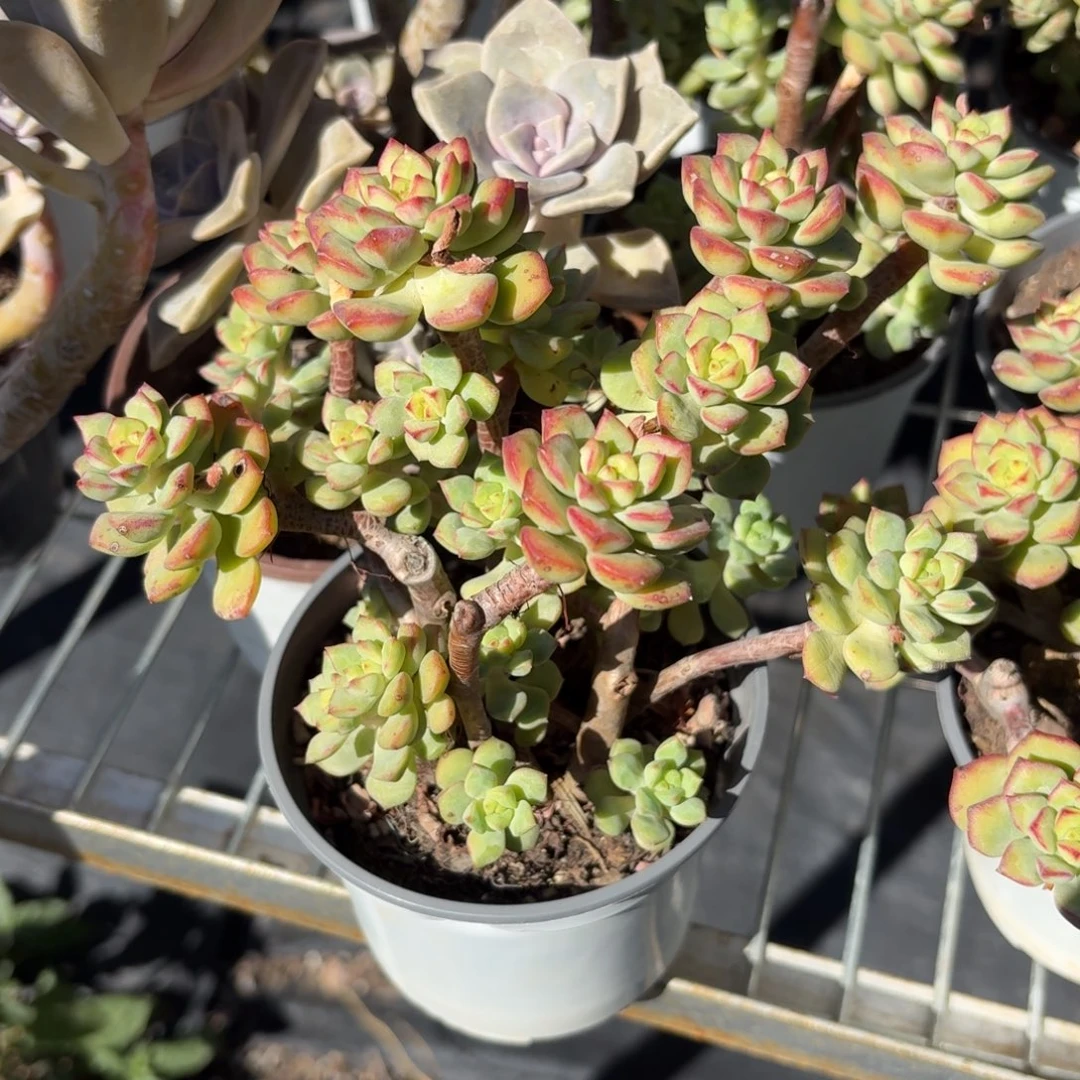 探戈多肉散群11㎝盆特价