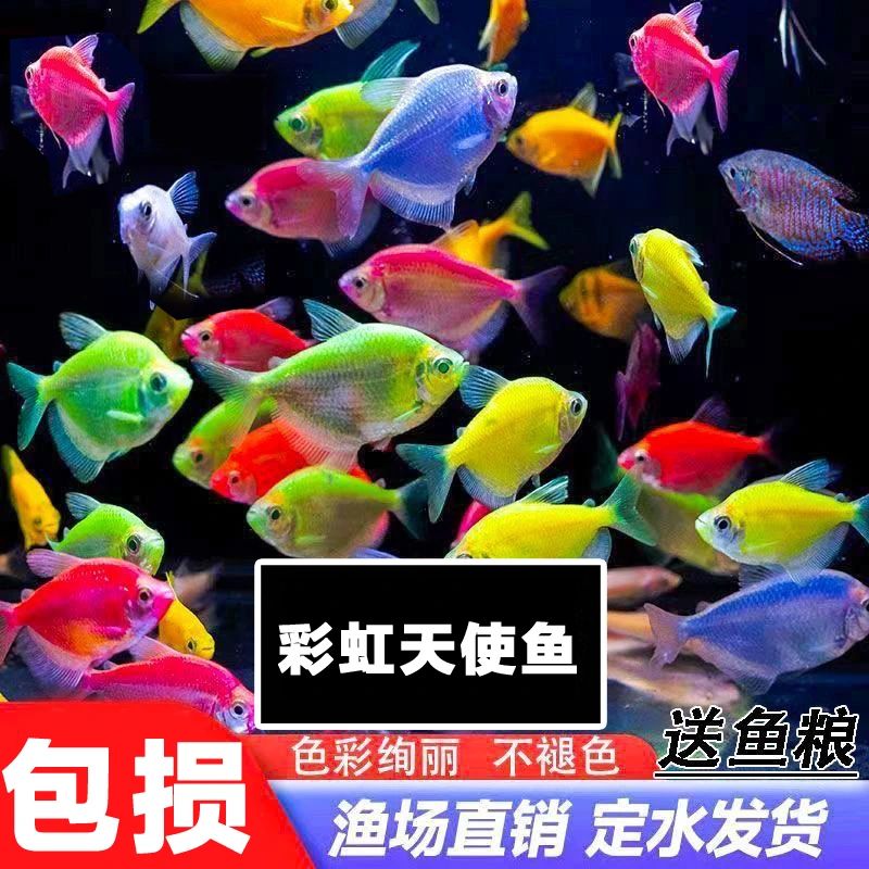 【8条天使鱼】彩色天使鱼群游热带观赏鱼群游小型鱼活体好养耐活