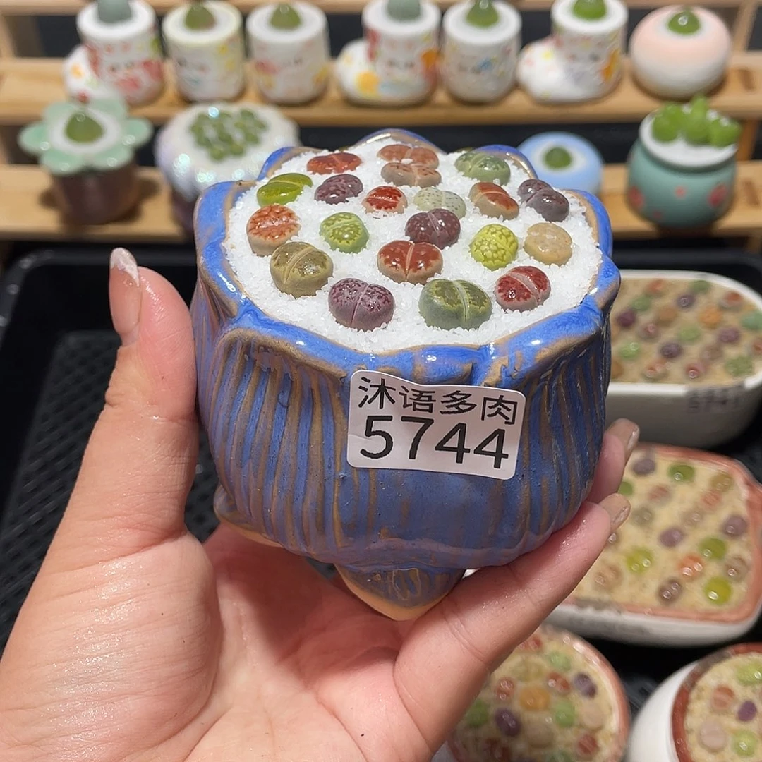 带盆土植物 一物一拍5744