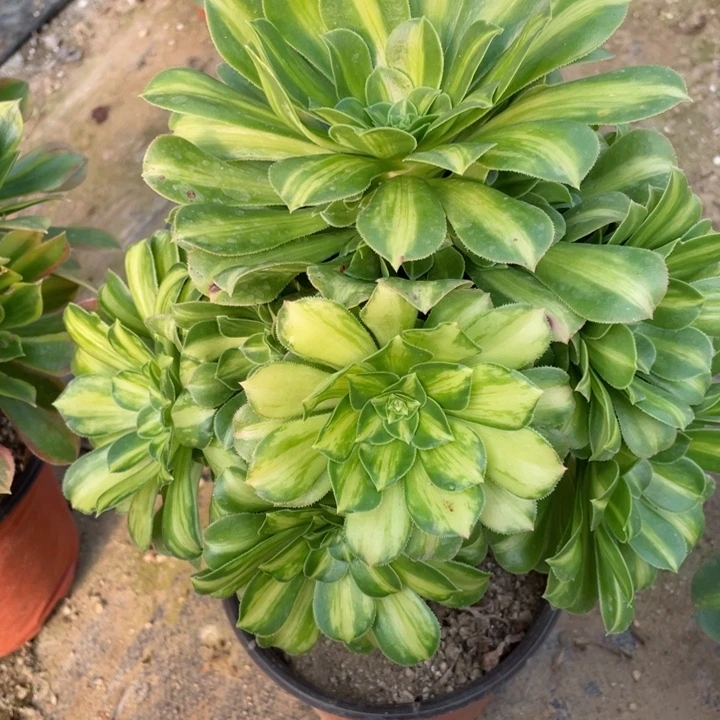 521就你宽锦多肉12344578多肉